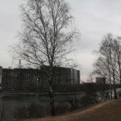 береза на берегу канала Москвы