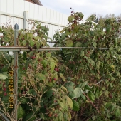 Что растет на участке: маньчжурский орех , сливы, 3 яблони, клейматисы, елка, декоративная белая калина, малина, смородина, жимолость, 7 деревьев вишни, крыжовника 3 куста