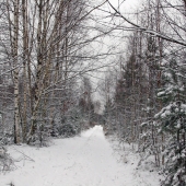 Какой красивый русский зимний лес!