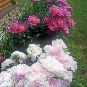 Еще фото цветов у дома в д. Сальково